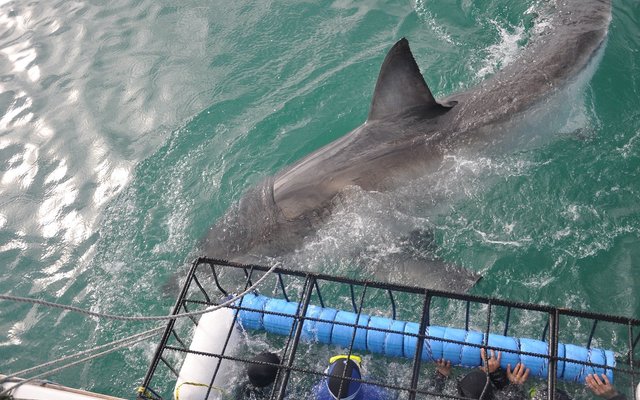 8. The Great White Shark Capital of the World - Gansbaai (Image by Sharklady Adventures) 8. The Great White Shark Capital of the World - Gansbaai (Image by Sharklady Adventures)
